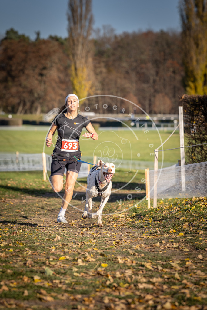 CaniXpix_DV3A1319 | Hundefotografie, Tierfotograf, Pfotenfotografie, Fotoshooting Hund, Hunde Portrait, Hundesport, Hundeportraits, Heideshooting, Hunde, Sportfotograf, Hundefotograf, Turnierhundsport, THS,  - Realisiert mit Pictrs.com