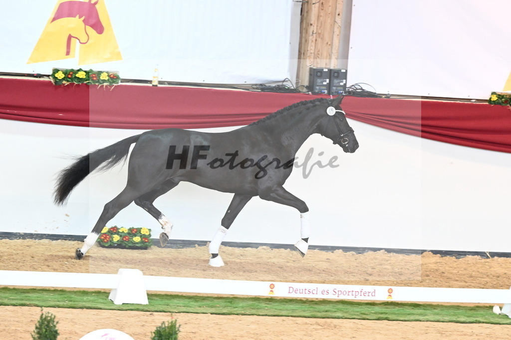 Kat.-Nr. 65 v. Springbank II VH_Reichert_2240834 | hf-fotografie - Realisiert mit Pictrs.com