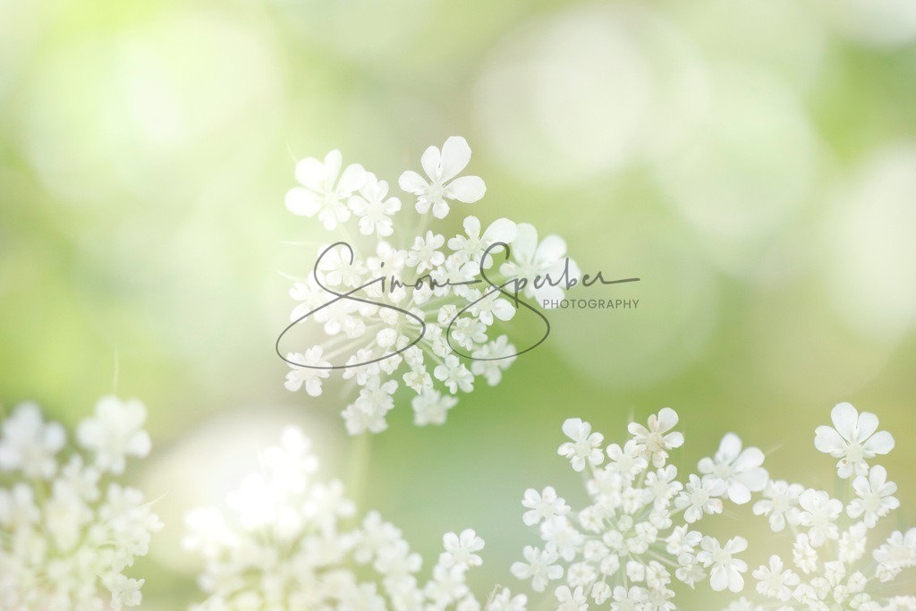 Wilde Möhre | Simone Sperber, svb-photography,Fotografin,Bilddesignerin,Naturfotografie,Macrofotografie,Tierfotografie,Wildtierfotografie,Ausstellungen,Auftragsfotografie,Kunst,Art,Photographer,Shootings,Bildberatbeitung,Galerie,Shop