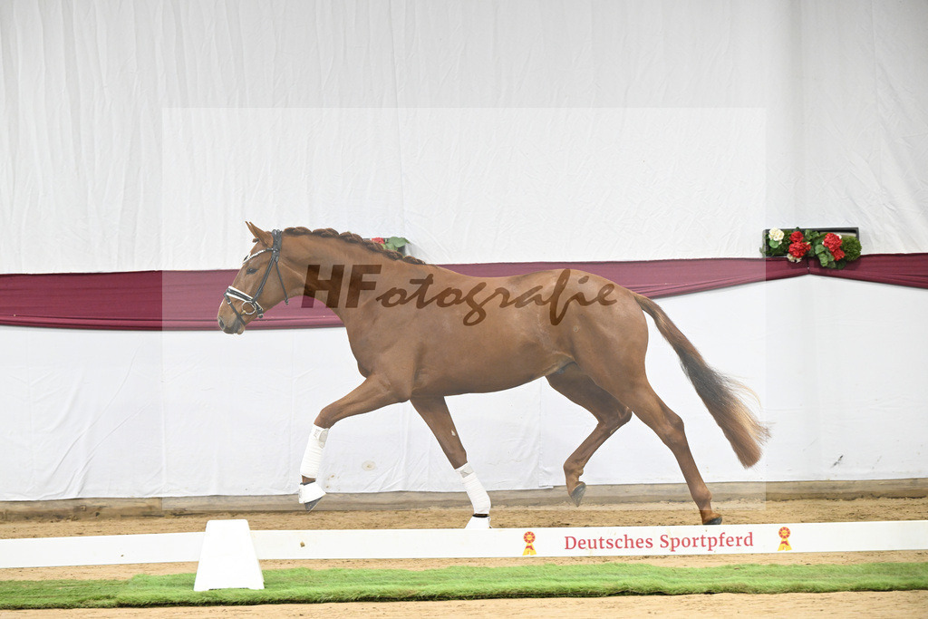 Kat-Nr. 107 Escanto PS x Vitalis_Angelina De Vittorio GmbH u Co. KG_47253413 | hf-fotografie - Realisiert mit Pictrs.com