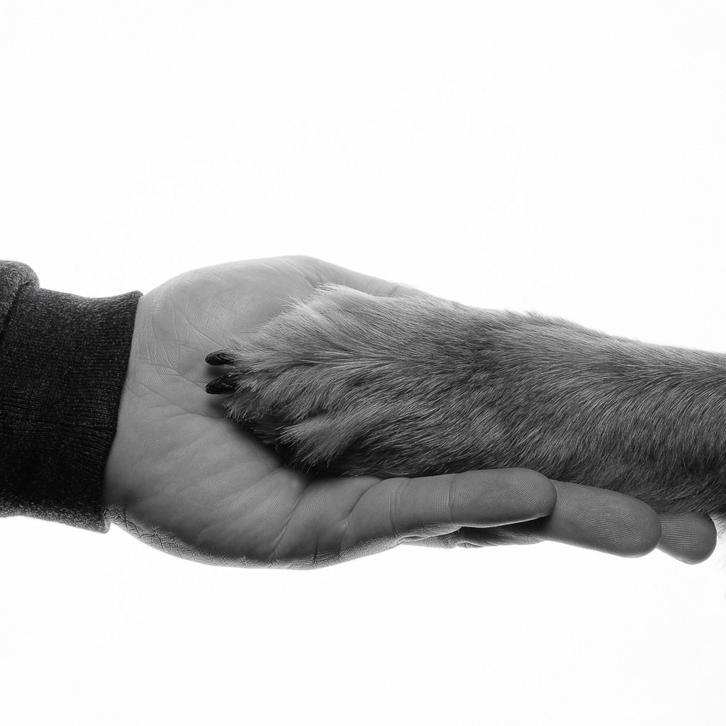 Hundefotografie im Professionellen Heimstudio | Hundefotografie mit professioneller Blitzanlage 