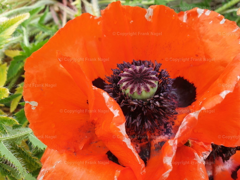 Klatschmohn | Die roten Mohnblumen sind ein beliebtes Fotomotiv. Sie sind an Feldrändern und in Gärten anzutreffen. Hier sind bilden die fast verblühten Pflanzen Fruchtkapseln aus, die sehr dekorativ sind. - Realisiert mit Pictrs.com
