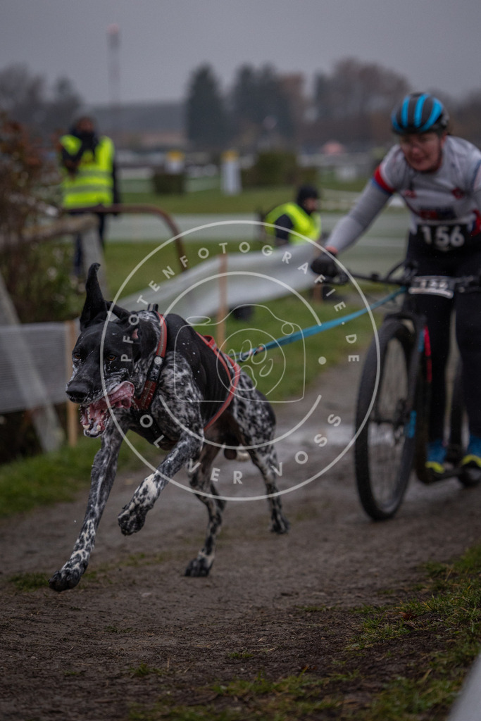 CaniXpix_0L8A0431 | Hundefotografie, Tierfotograf, Pfotenfotografie, Fotoshooting Hund, Hunde Portrait, Hundesport, Hundeportraits, Heideshooting, Hunde, Sportfotograf, Hundefotograf, Turnierhundsport, THS,  - Realisiert mit Pictrs.com