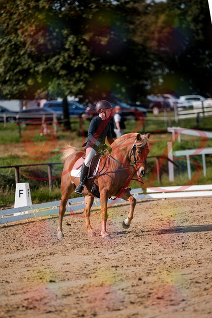 2026_10_03_Siefer-Hof_120135_Z63_34075663 | Professionelle Reitsport-, Turnier- und Eventfotografie von Robert Broda. Galerien mit ausgewählten und bearbeiteten Bildern direkt online ansehen und bestellen.