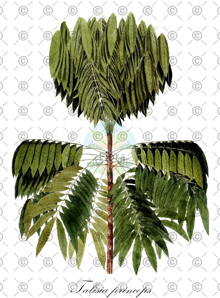 HistAbb_wfo-0000458614_2_ENZY_Simple | Historische Abbildung von Talisia princeps - Sapindaceae | Historical Illustration of Talisia princeps - Sapindaceae