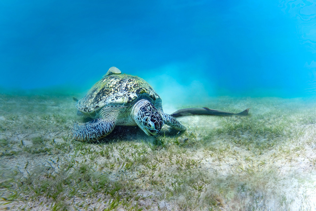 SEA TURTLE | Red Sea Egypt | WILD﻿﻿LIFE · NATURE | just﻿love · justSOMEWHERE · just poster | ﻿POSTER | LEINWAND | FINEART | HOLZDRUCK | FOREX-FOTODRUCK | ALU-DIBOND | ACRYLGLAS | WILD'N FREE | germany | the netherlands | kenya | vietnam | egypt | wildtiere | eichhörnchen - Realisiert mit Pictrs.com