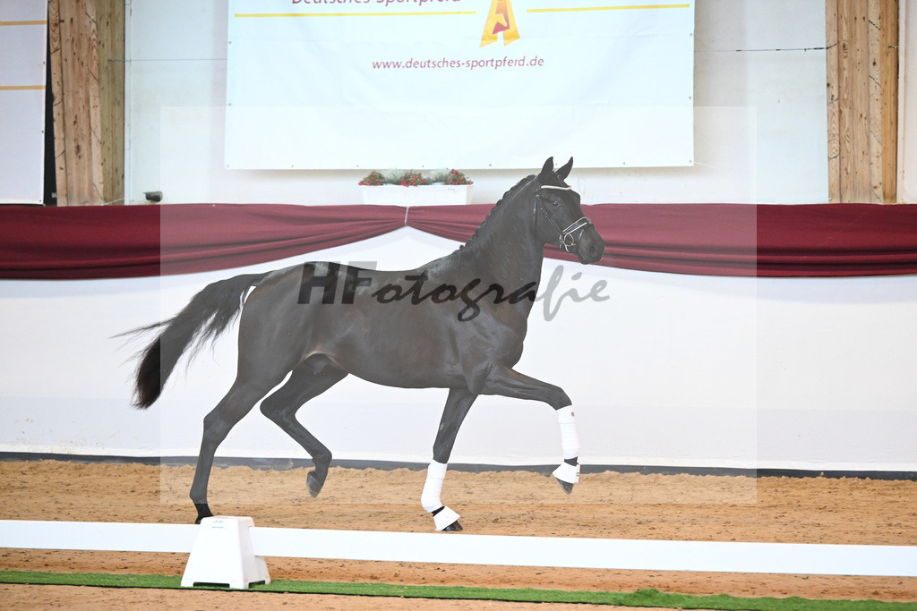 Kat-Nr. 6 v. Bohemian_Albert_66221529 | hf-fotografie - Realisiert mit Pictrs.com