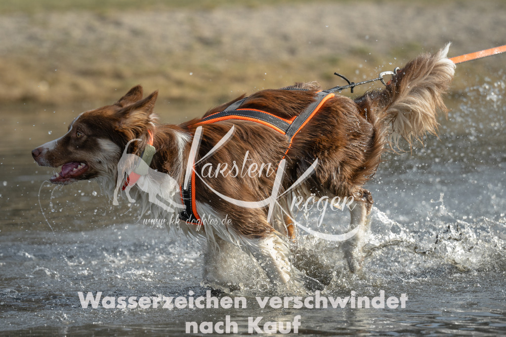 1021_ZZ97041 | kk-dogfotos