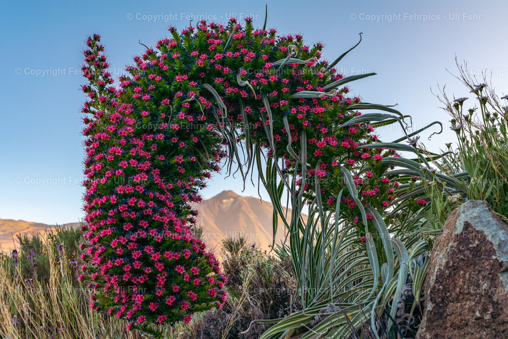 Window to Mt. Teide | A strange Tajinaste rojo gives a view to spains highest Mountain - Realisiert mit Pictrs.com