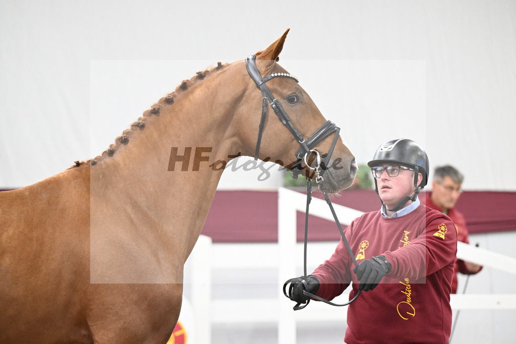 Kat-Nr. 81 Kincsem x Diaron_Matthias Schlamminger_47252764 | hf-fotografie - Realisiert mit Pictrs.com