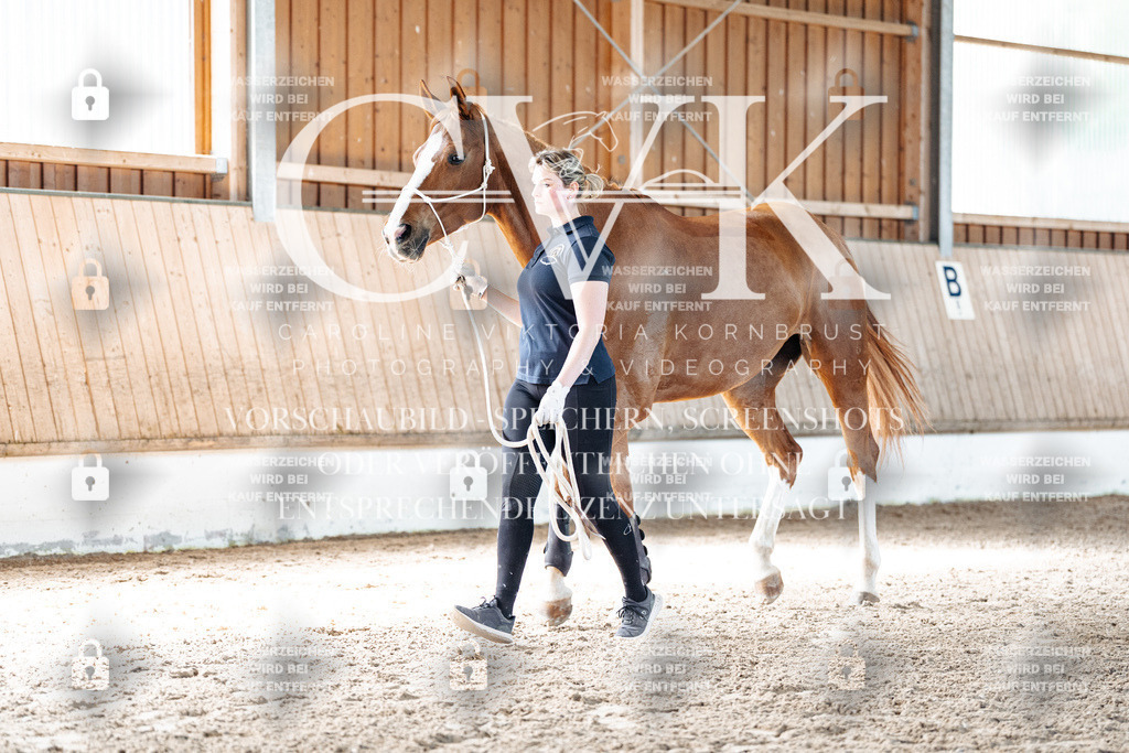 CK906074 | Turnierfotografie Pferdefotografie Trier Rheinland-Pfalz Pferdesport Reitsport Tierfotografie Sportfotografie Pferdevideo Pferdevideografie Equestrianvideography equestrianphotography  - Realisiert mit Pictrs.com