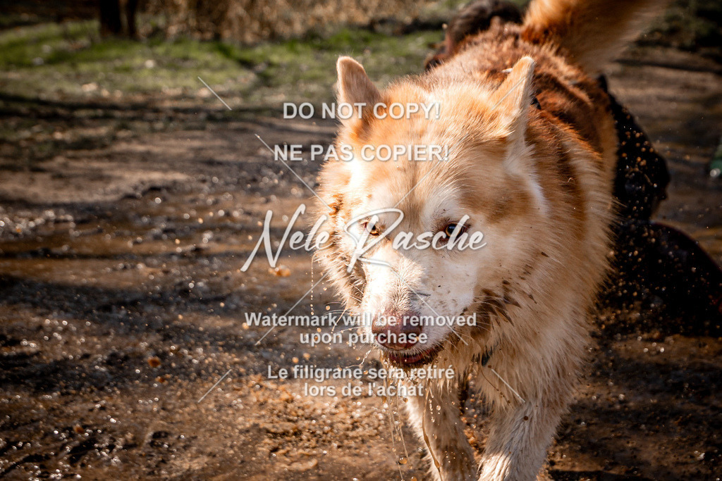 nelerasche_Hulsbeek_So1200-1230_293 | nelerasche