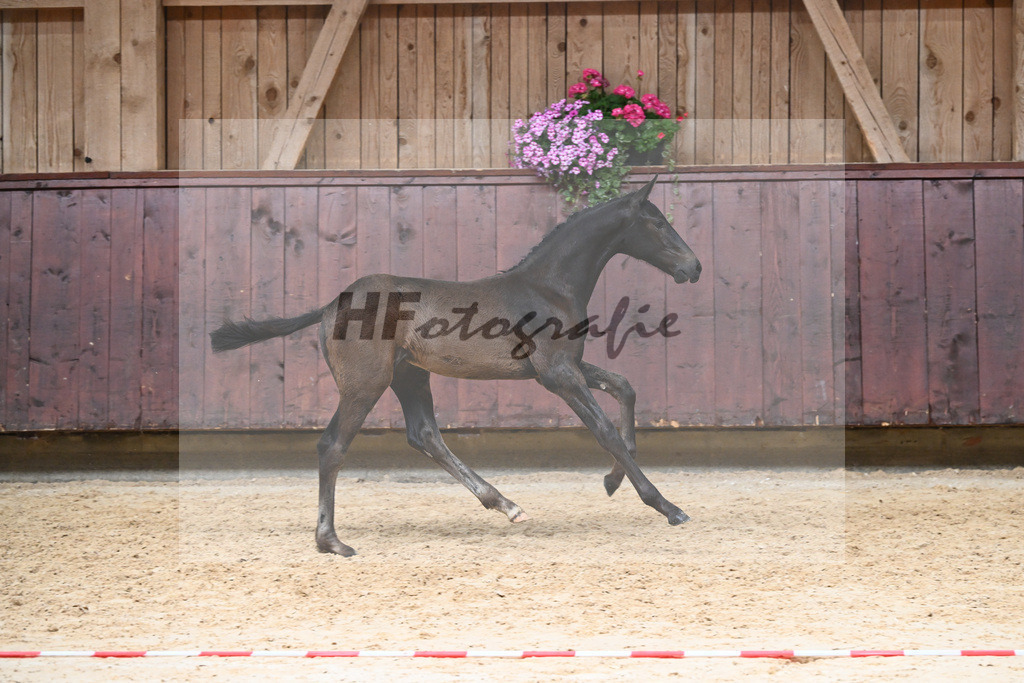Kat-Nr. 21 HF Va Pensiero_Albert_26230295 | hf-fotografie - Realizzato con Pictrs.com