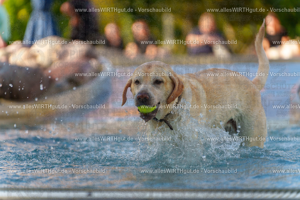Hundeschwimmen_Grefrath_2026-allesWIRTHgut_Tierfotografie-13_47-7R508545 | Professionelle Tierfotografie in Mönchengladbach von Daniel Wirth (allesWIRTHgut). Liebevolle & natürliche Bilder von Hunden & Katzen für unvergessliche Erinnerungen.