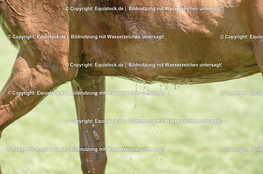 20230527_27_CCI4_Gelände_0196 | equistock