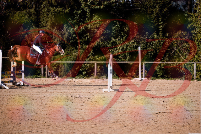 2026_10_03_Siefer-Hof_155823_Z81_78351901 | Professionelle Reitsport-, Turnier- und Eventfotografie von Robert Broda. Galerien mit ausgewählten und bearbeiteten Bildern direkt online ansehen und bestellen.