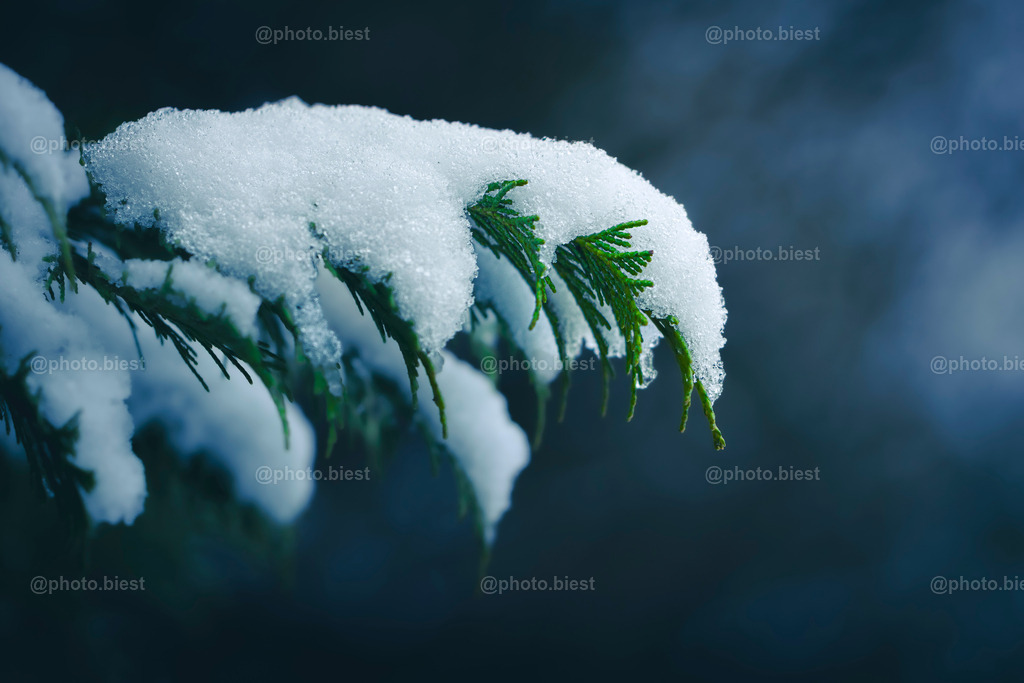 Vom Schnee versteckt | Ein Tannenzweig unter Schnee begraben. - Realisiert mit Pictrs.com