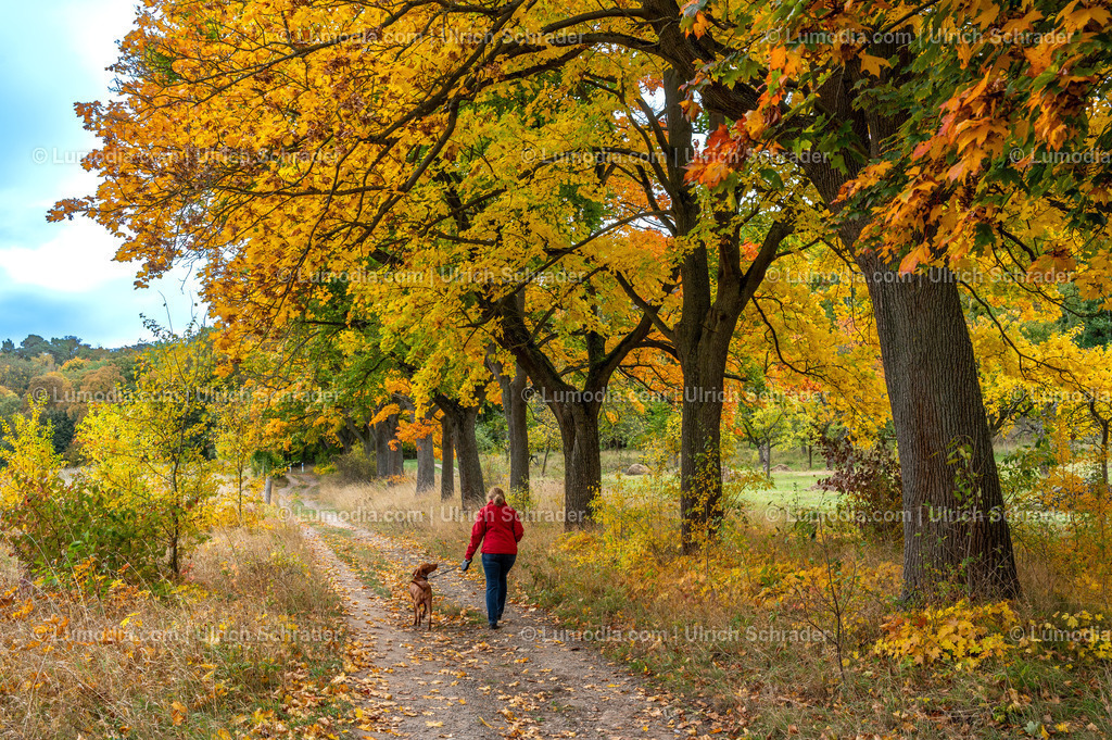 10049-13701 - Herbst in den Spiegelsbergen | Stockfoto und Bilderpool mit Bildmaterial aus Deutschland, dem Harz, Halberstadt, Quedlinburg, Wernigerode und weltweit. Qualitativ hochwertige und professionelle Fotos anschauen und kaufen. - Realisiert mit Pictrs.com