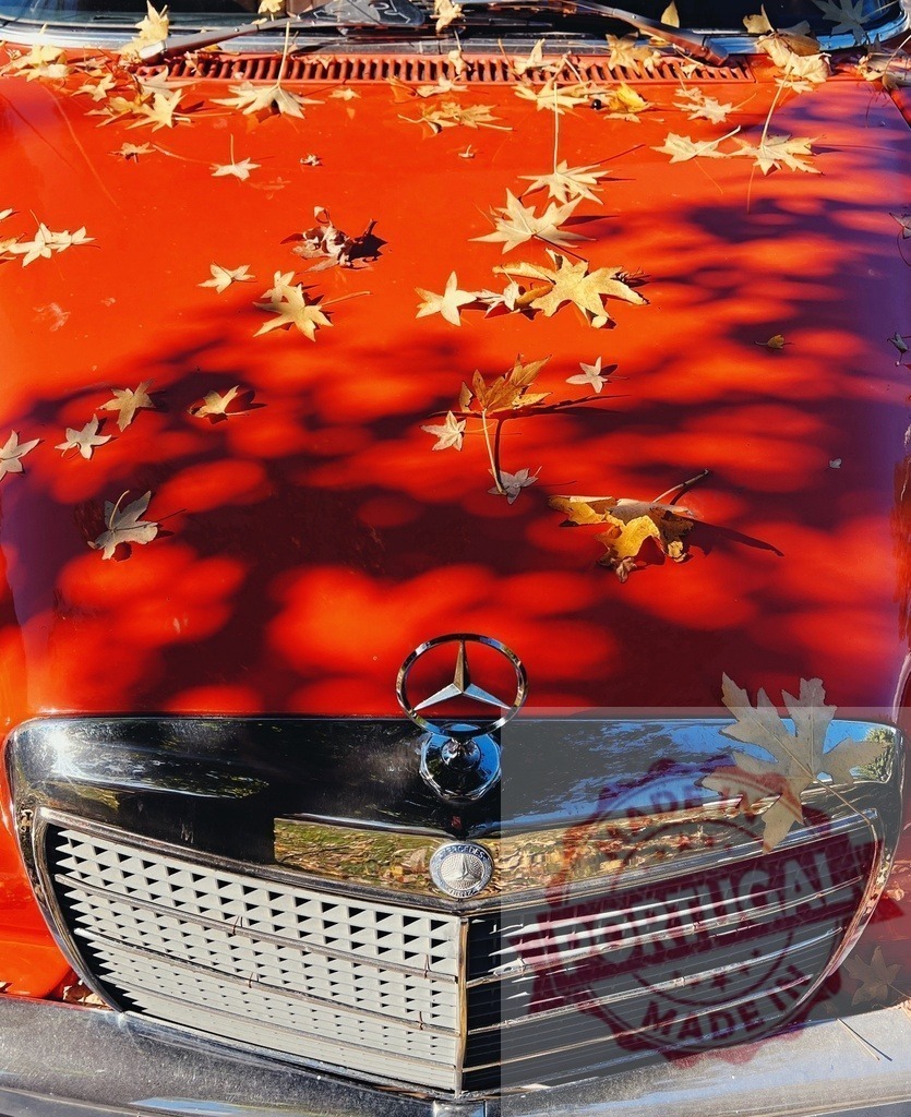 Mercedes-Benz vintage car hood with autumn leaves | Red Mercedes-Benz vintage car hood covered with falling autumn leaves and sunlight shadows - Realisiert mit Pictrs.com