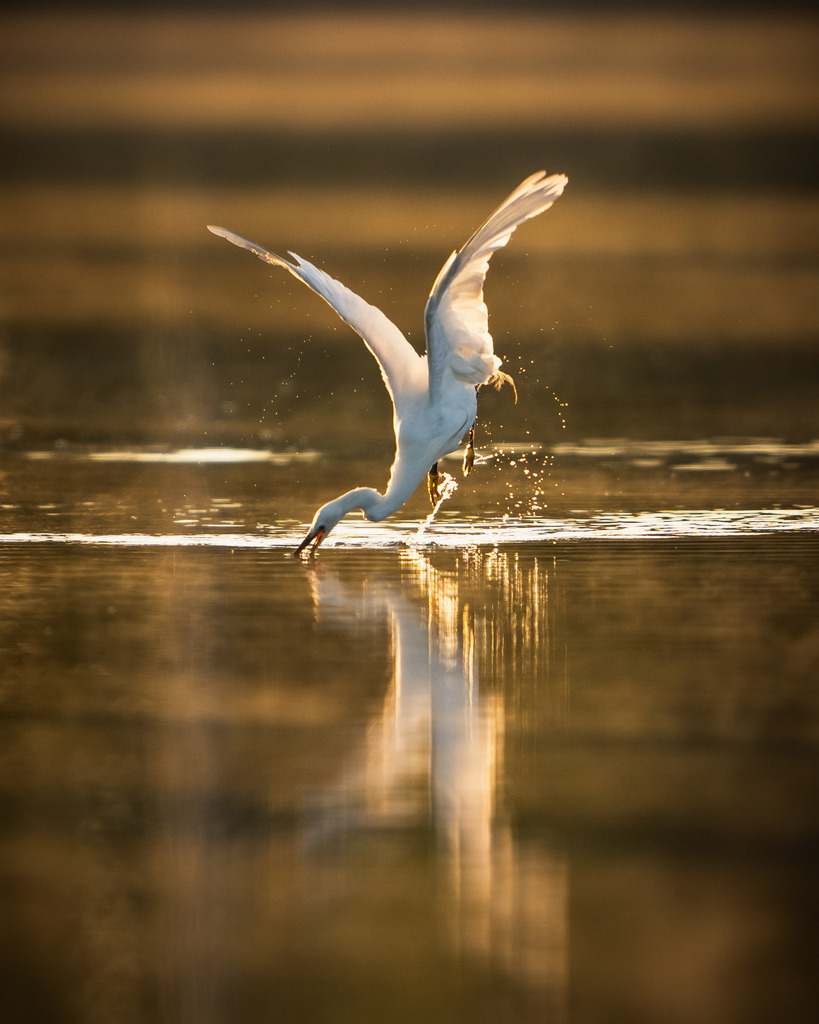 DSC_8107 | Ich bin Fotograf aus Neuburg an der Donau und spezialisiere mich auf Wildlife-Fotografie, Landschaftsaufnahmen und Portraits.Ob Hochzeit, Familienbilder oder Naturaufnahmen – ich fange echte Momente ein, die bleiben. 