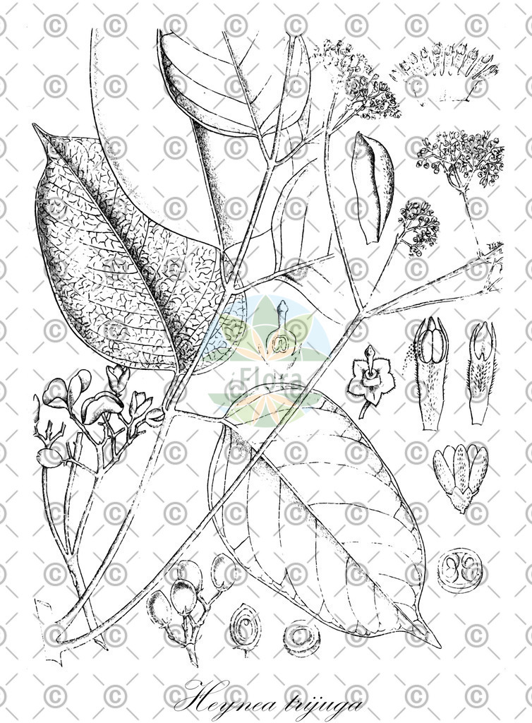 HistAbb_wfo-0000721933_1_ENZY_Simple | Historische Abbildung von Heynea trijuga - Meliaceae | Historical Illustration of Heynea trijuga - Meliaceae