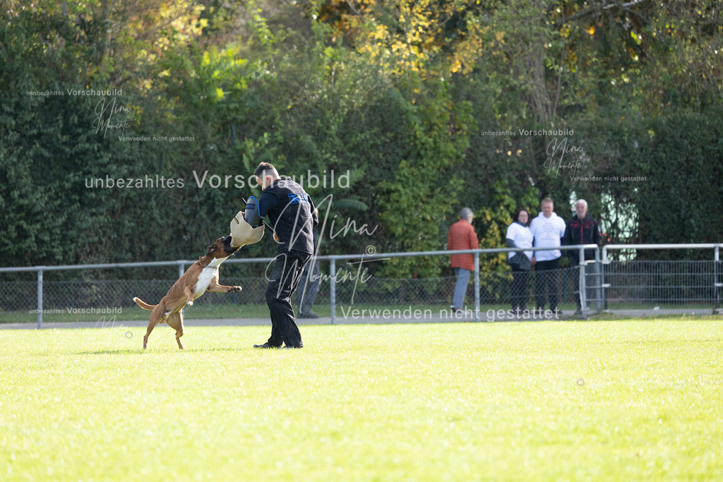 _16A6567 | Einzigartige Fotos von Hunden & Menschen –Actionfotos, Portraits, Vereinsaufnahmen & Paarshootings – authentisch, lebendig & mit Herz.