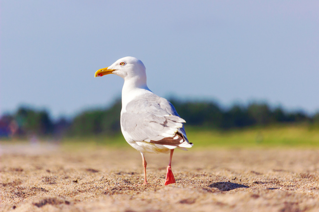 Wandbild: Möwe spaziert am Strand in Weidefeld | Dieses Wandbild im Querformat zeigt eine Möwe, die entspannt am Weidefelder Strand spaziert. Ihr weißes Gefieder und die grauen Flügel heben sich wunderschön gegen den blauen Himmel und die grünen Bäume im Hintergrund ab. Der sandige Boden und die natürliche Szene verleihen diesem Bild eine beruhigende und maritime Atmosphäre, ideal für Ihr Zuhause oder Büro. - Realisiert mit Pictrs.com