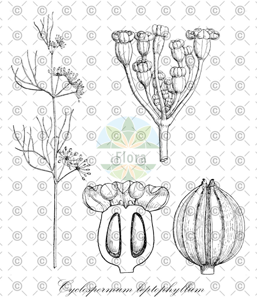 HistAbb_wfo-0000632161_1_ENZY_Simple | Historische Abbildung von Cyclospermum leptophyllum - Apiaceae | Historical Illustration of Cyclospermum leptophyllum - Apiaceae