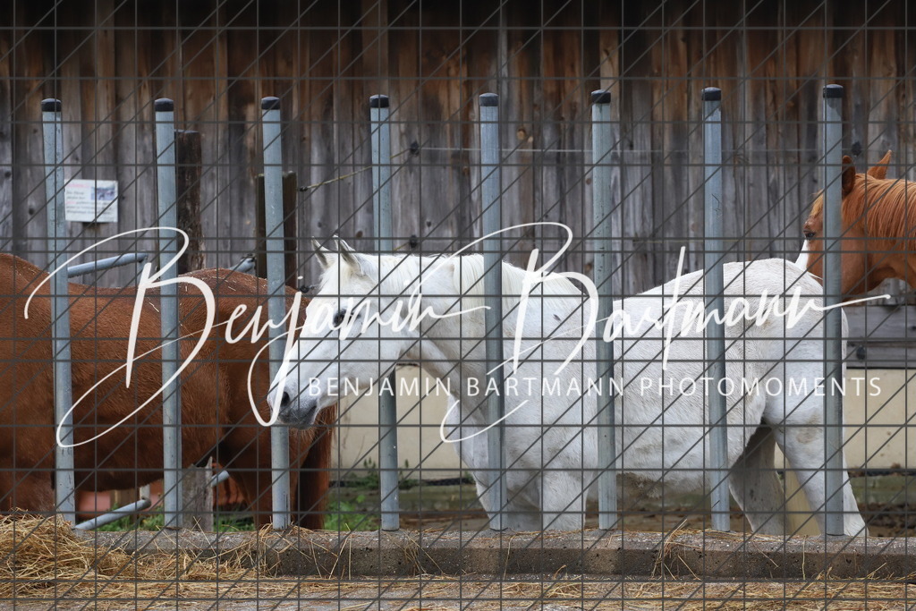 IMG_4344 | Benjamin Bartmann Photomoments