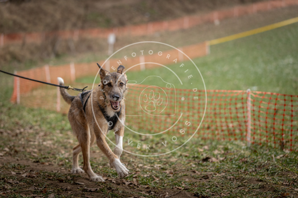 Pfotenfotografie_DV3A0598 | Hundefotografie, Tierfotograf, Pfotenfotografie, Fotoshooting Hund, Hunde Portrait, Hundesport, Hundeportraits, Heideshooting, Hunde, Sportfotograf, Hundefotograf, Turnierhundsport, THS,  - Realisiert mit Pictrs.com