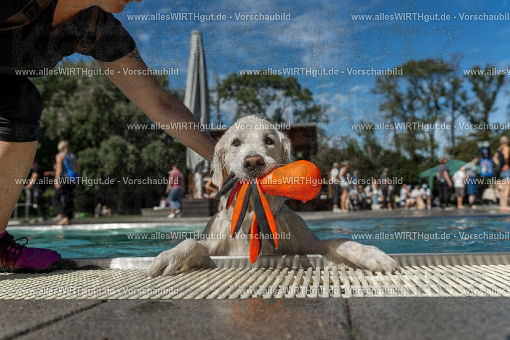 Hundeschwimmen_Volksbad_2026-allesWIRTHgut_Tierfotografie-2609061308-121807-7R500556 | Professionelle Tierfotografie in Mönchengladbach von Daniel Wirth (allesWIRTHgut). Liebevolle & natürliche Bilder von Hunden & Katzen für unvergessliche Erinnerungen.