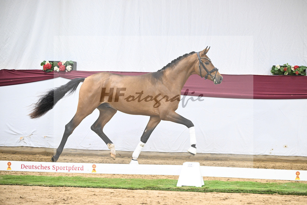 Kat-Nr. 45 Velvedere x Goldberg_Franz-Josef Kleinekoerdt_47251598 | hf-fotografie - Realisiert mit Pictrs.com