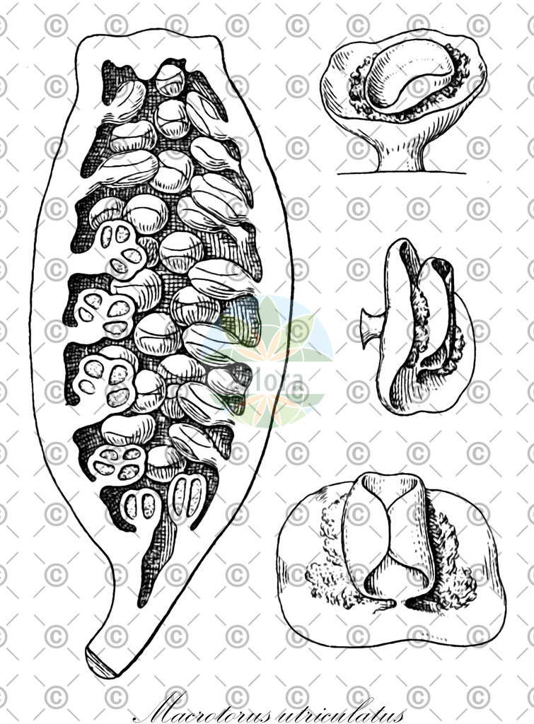 HistAbb_wfo-0000451731_1_ENZY_Simple | Historische Abbildung von Macrotorus utriculatus - Monimiaceae | Historical Illustration of Macrotorus utriculatus - Monimiaceae
