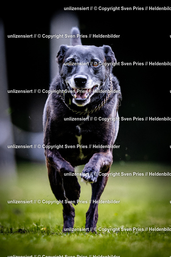 Sven Pries | 2025-10-03 - Hunderennen Obergrombach - Realisiert mit Pictrs.com