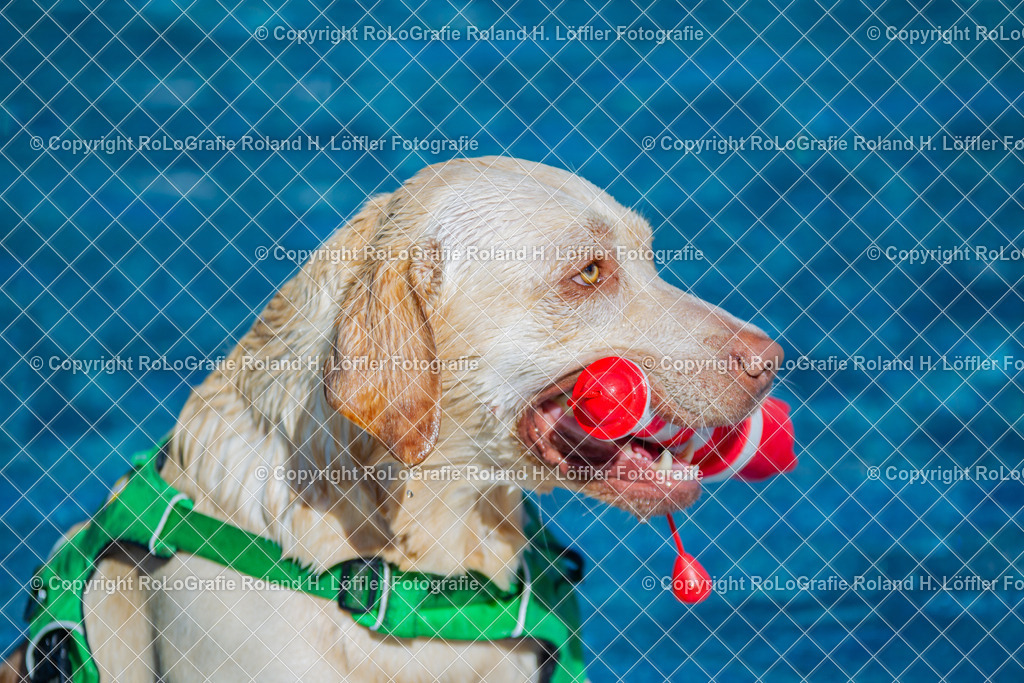 Labrador-Badetag_01 | Labrador apportiert im Freibad beim Schwimmen - Realisiert mit Pictrs.com