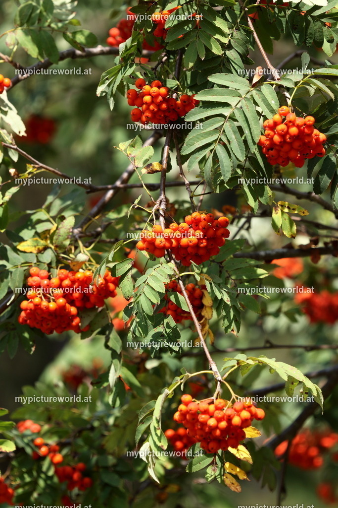 Vogelbeere-017 | Das Bilderarchiv über Tiere, Planzen und Landschaften. In der Bilddatenbank finden Sie ein große Auswahl an hochwertigen Bilder für Ihre Werbung - Realisiert mit Pictrs.com
