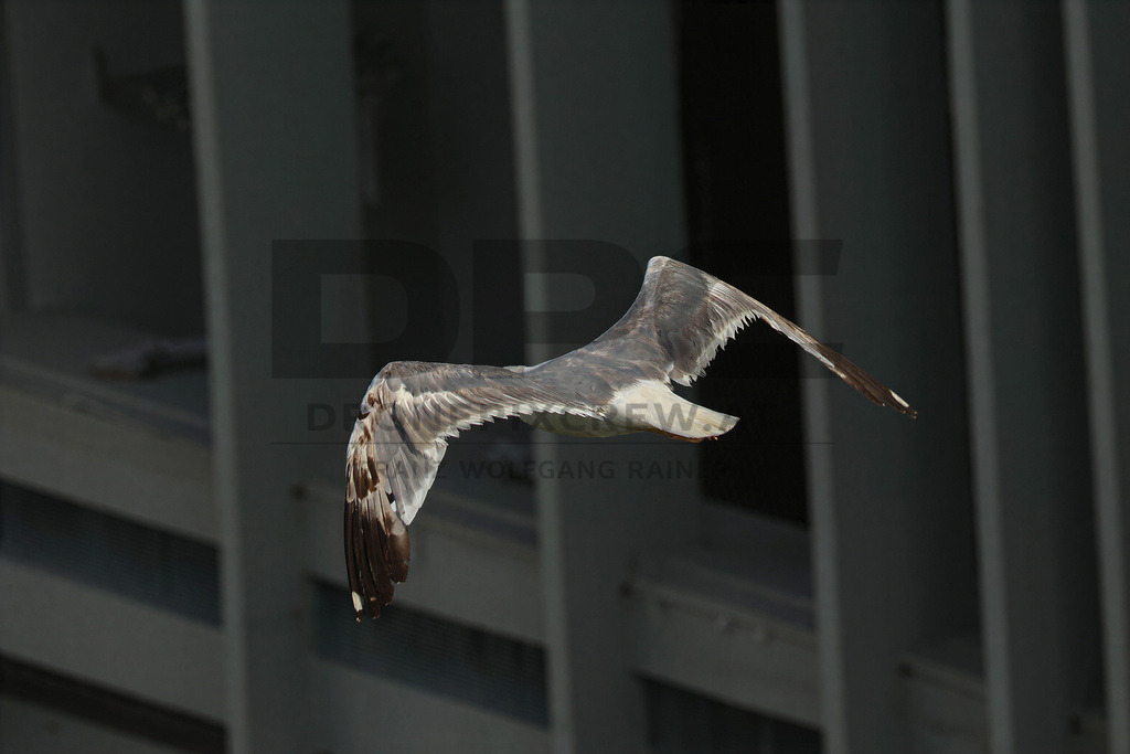 Yellow-legged Gull (Larus michahellis) | Yellow-legged Gull (Larus michahellis), a large gull species commonly found along Mediterranean coasts, rocky shorelines, harbours and coastal areas. - Realisiert mit Pictrs.com