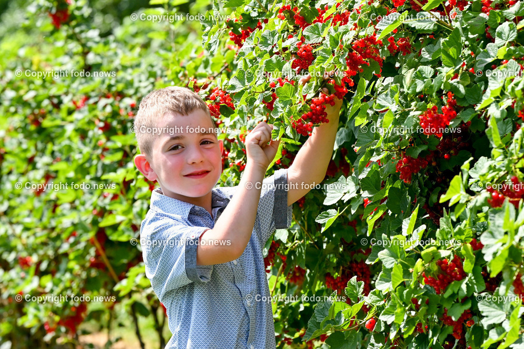 Erdbeeren_ Himbeeren_ Ribisel_ Mayer_ 20.06.2023-20 | 20.06.2023, Raffelding, AUT, Erdbeeren, Himbeeren, Ribisel, Mayer, im Bild Maximilian im Ribiselgarten