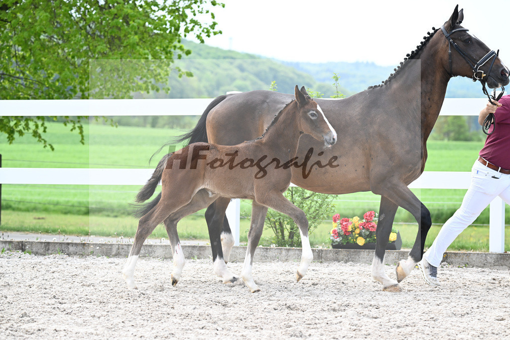 Kat-Nr. 26 SF Mylord Carthargo x Padinus_Schuster_23260397 | hf-fotografie - Realisiert mit Pictrs.com