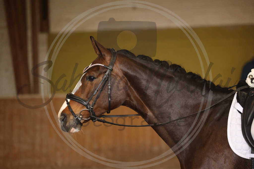 994A9121 | sabrinanicolaifotografie - Realisiert mit Pictrs.com