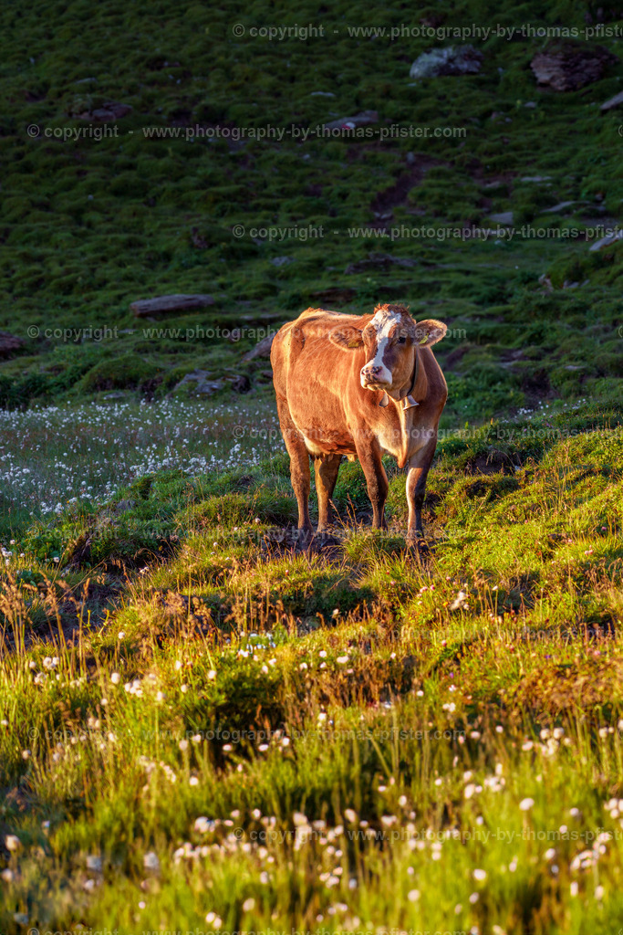 Kühe am Torsee copyright  Thomas Pfister-1 | PHOTOGRAPHY BY THOMAS PFISTER