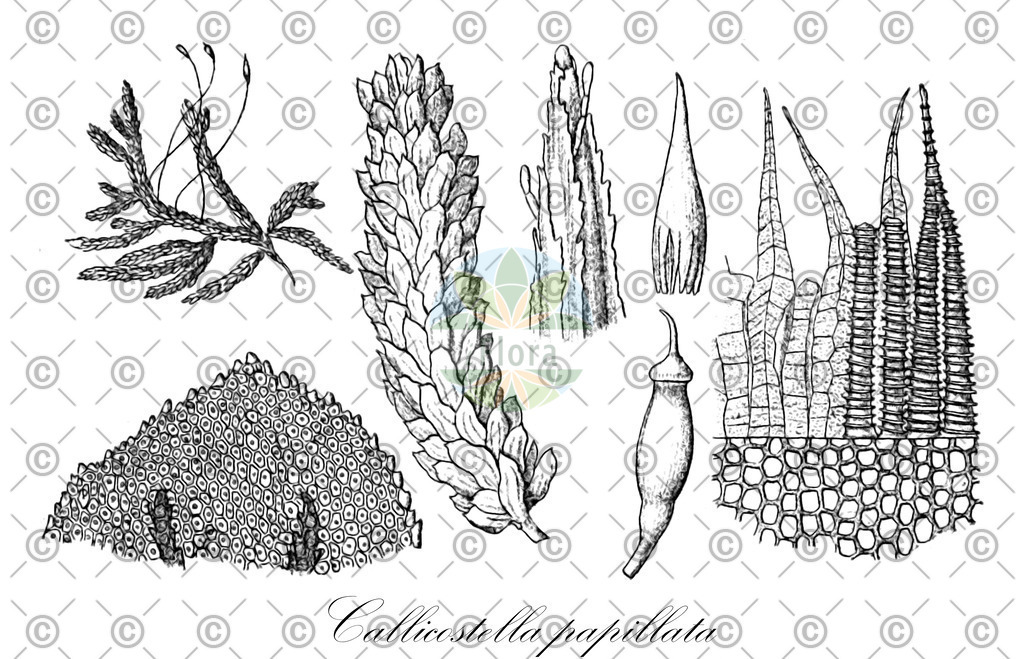 HistAbb_wfo-0001177657_1_ENZY_Simple | Historische Abbildung von Callicostella papillata - Callicostaceae | Historical Illustration of Callicostella papillata - Callicostaceae