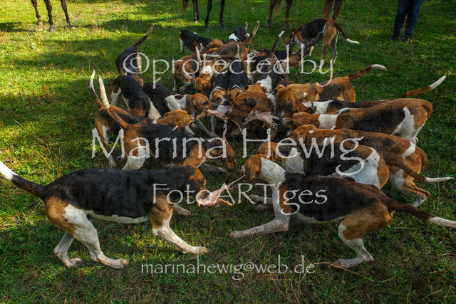 Jagd Perdoel_MarinaHewigDSCF3965 | Fotografie, FotoArt, PferdesportArt, Pferdesportfotografie, Landschaftsfotografie, Reisefotografie, Reise, Pferde - Realisiert mit Pictrs.com