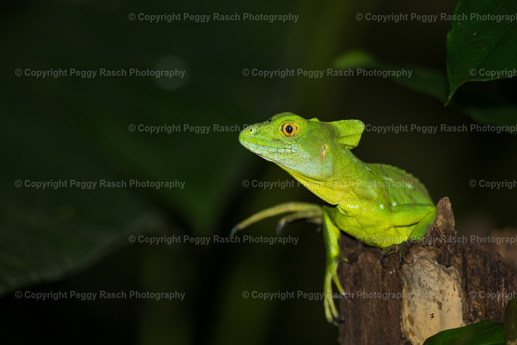 Lizard (5) | PeggyRaschPhotography - Realisiert mit Pictrs.com