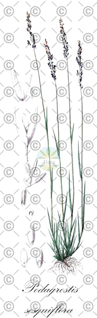 HistAbb_wfo-0000074903_1_ENZY_Simple | Historische Abbildung von Podagrostis sesquiflora - Poaceae | Historical Illustration of Podagrostis sesquiflora - Poaceae