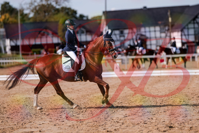 2026_10_03_Siefer-Hof_123759_Z81_34825623 | Professionelle Reitsport-, Turnier- und Eventfotografie von Robert Broda. Galerien mit ausgewählten und bearbeiteten Bildern direkt online ansehen und bestellen.