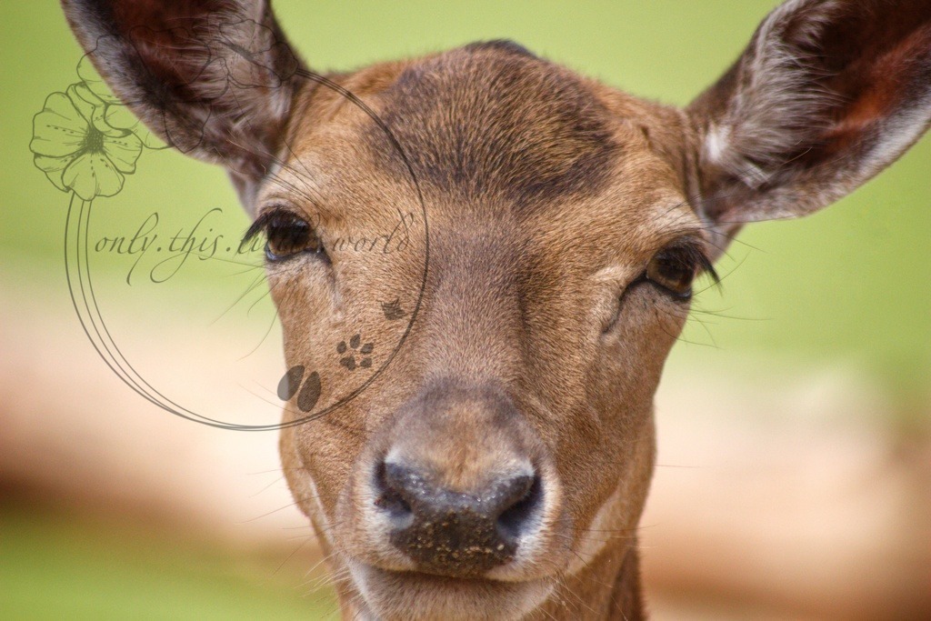 Damwild Kuh  | only.this.little.world - Realisiert mit Pictrs.com