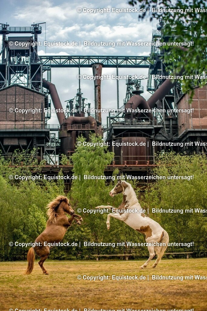 20160517_Pony_und_Schecke_in_Industrieanlage_0001 | Foto: Thomas Hartig