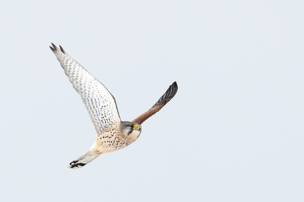 Turmfalke im Flug | Simone Sonderegger Photography