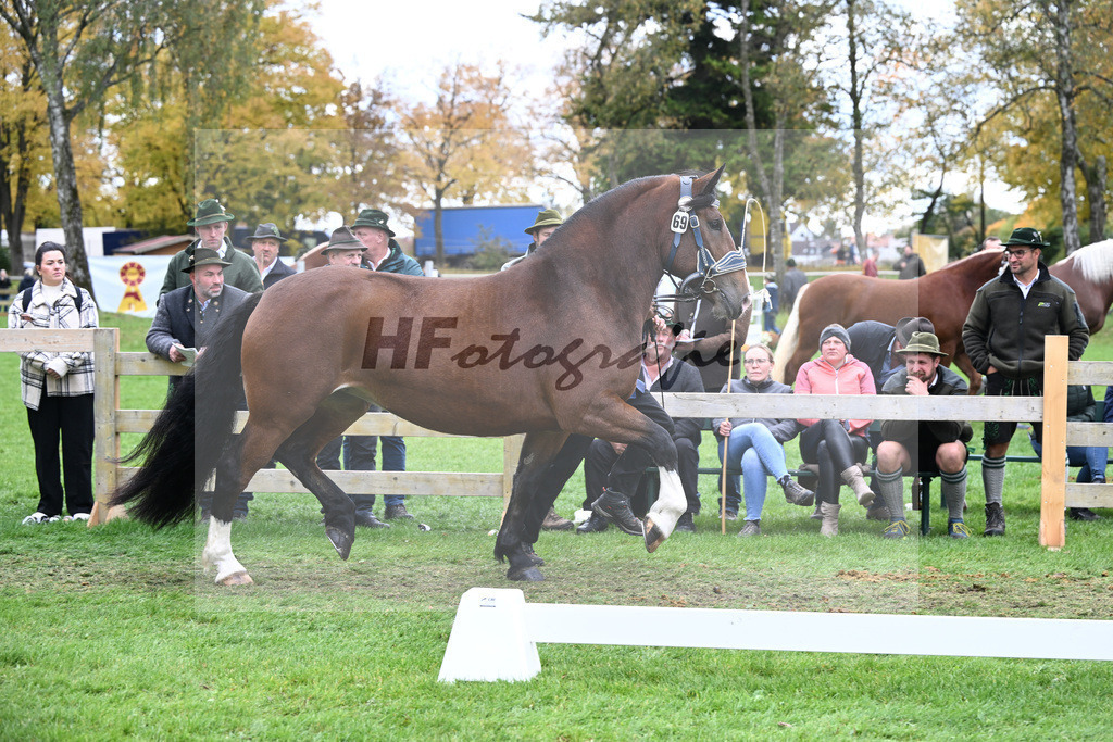 Kat-Nr. 69 Vivana v. Rupertiwinkel_HLG Schwaiganger_41251518 | hf-fotografie - Realizzato con Pictrs.com
